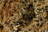 Wulfenite & Green Botryoidal Mimetite Association - Mexico #372085-1